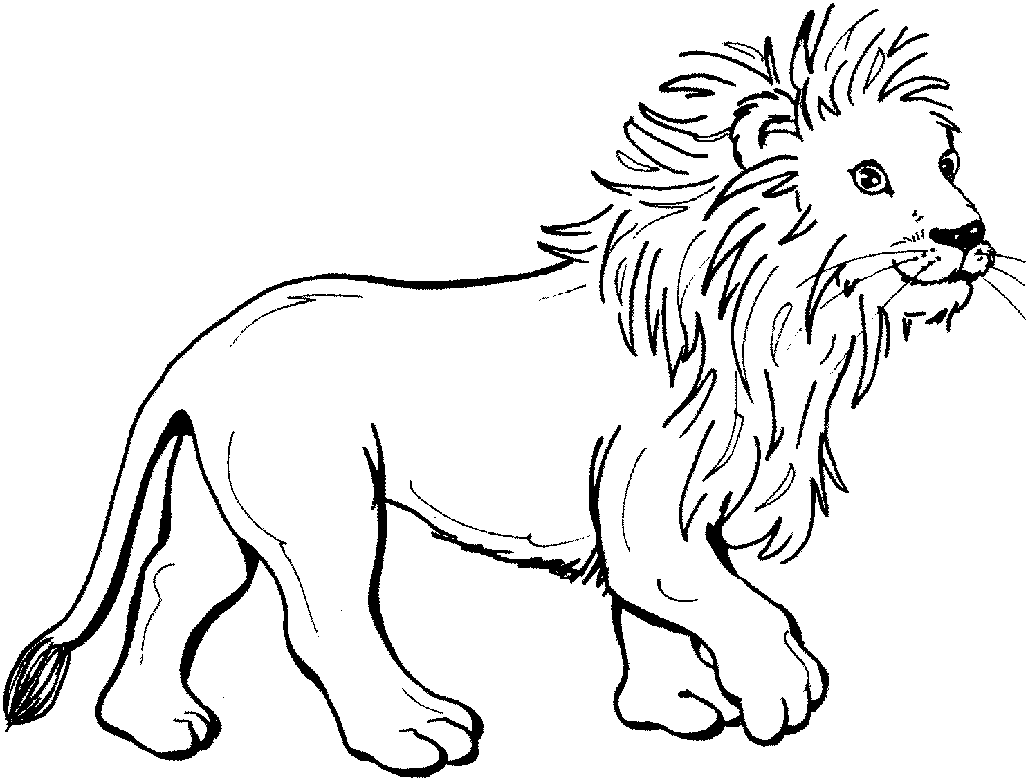 lions Colouring Pages