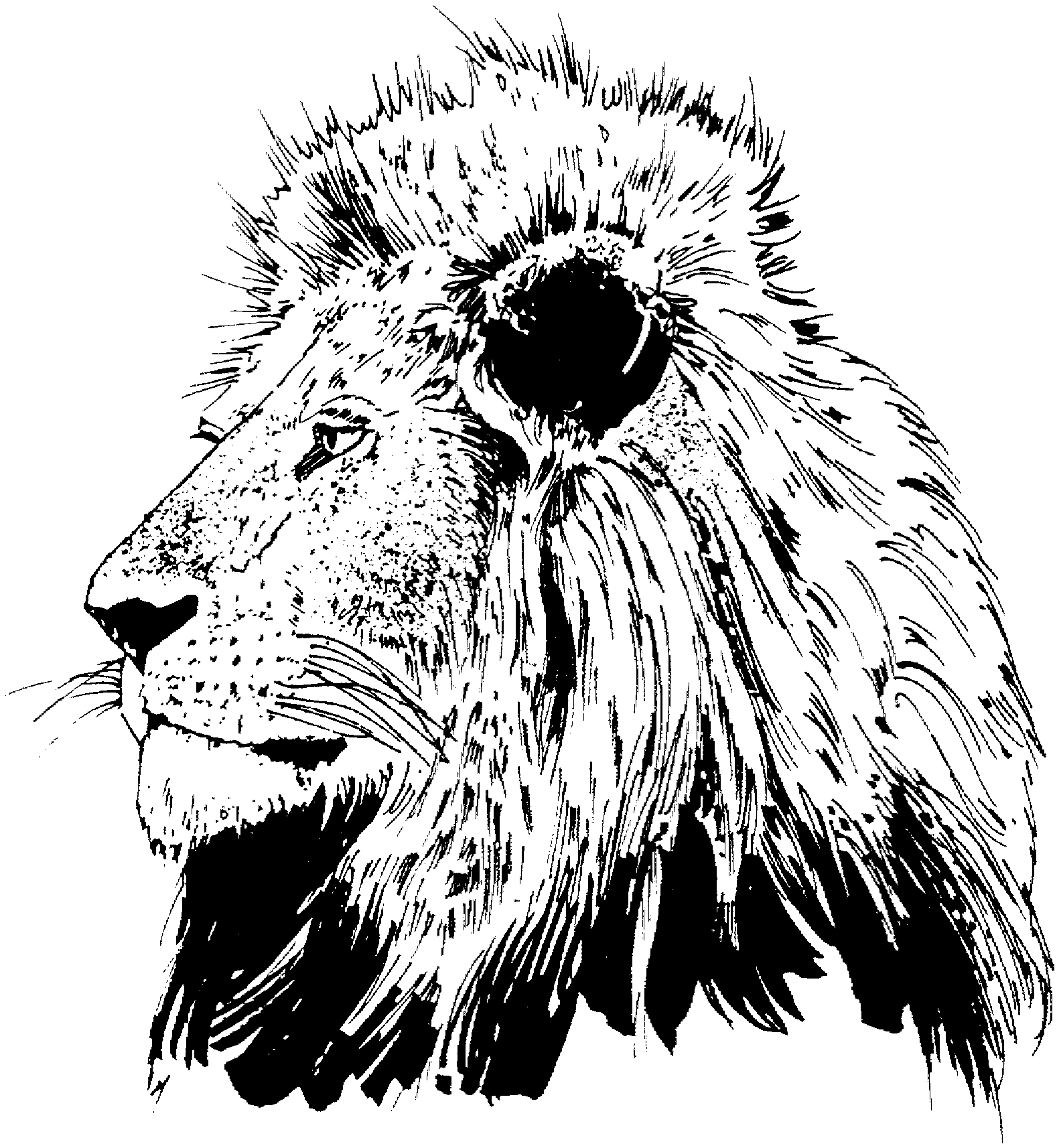 About Lions about-lions