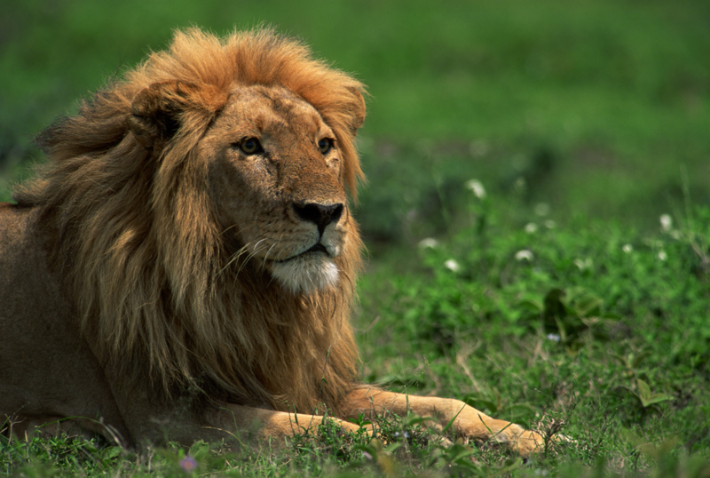 Leo the Lion
