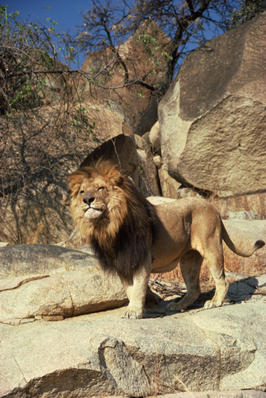 Lion on Perch