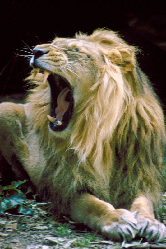Roaring Lion