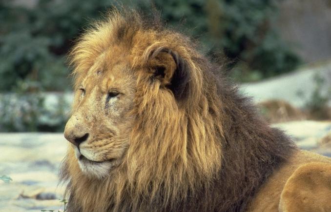 Lion with Thick Mane