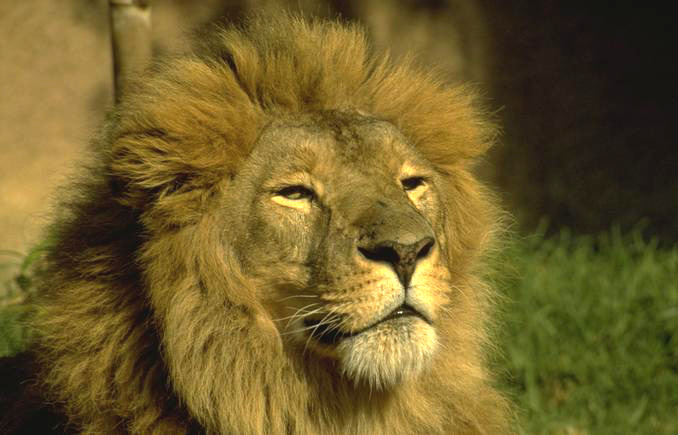 Sweet Faced Lion
