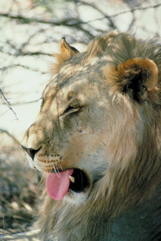 Lion's with Big Tongue