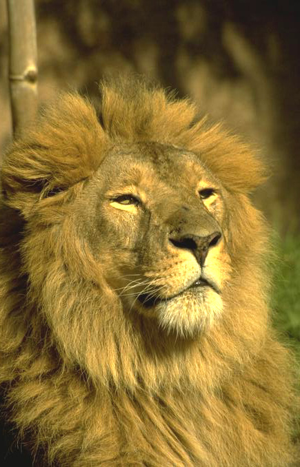 Cute Lion