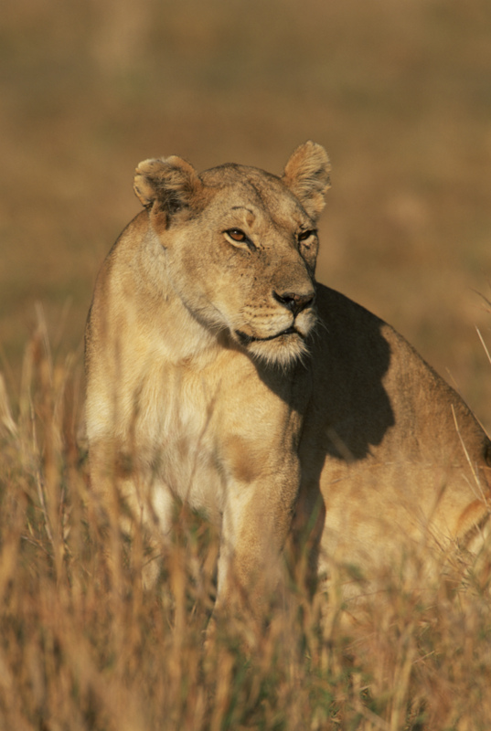 Lioness