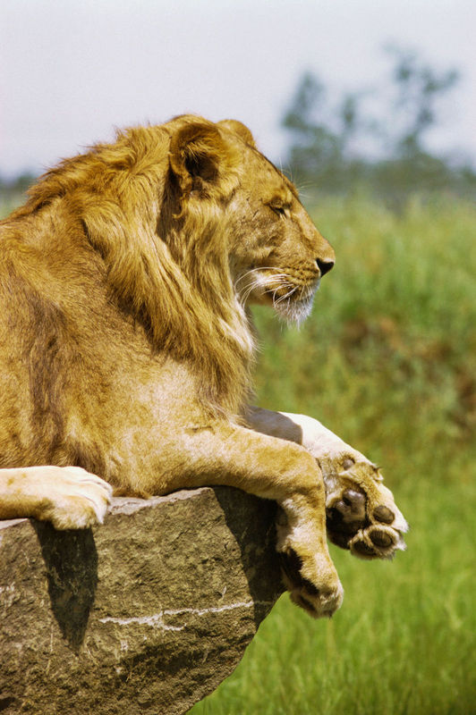 Resting Lion