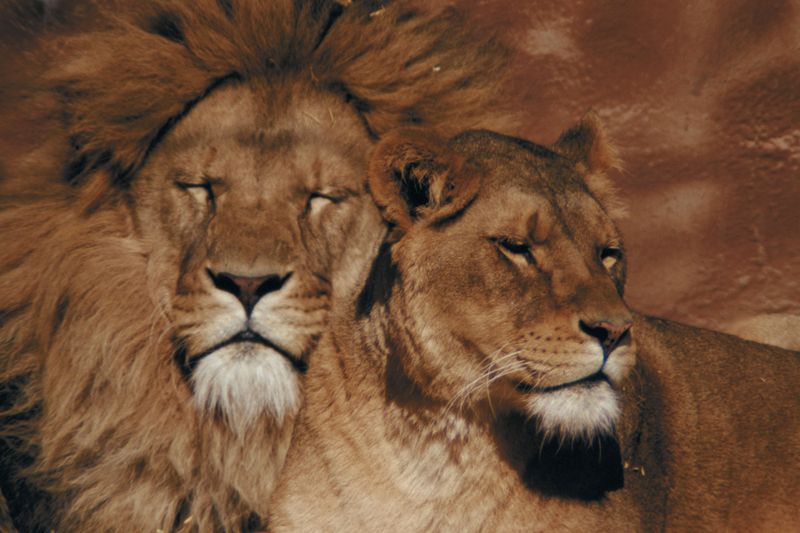 Lion Heads