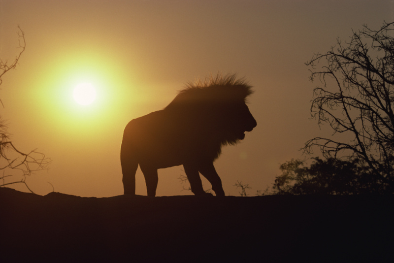 Lion at Sunset