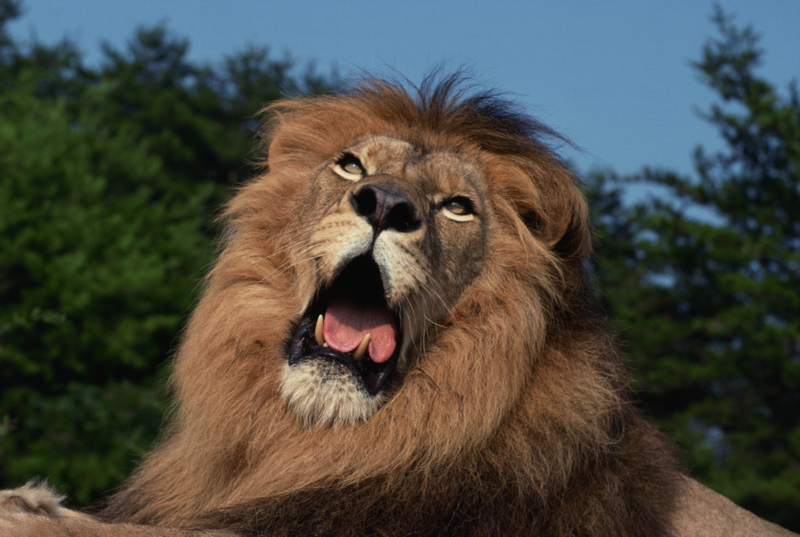 Growling Lion