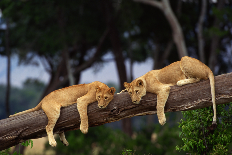 Cubs on a Log