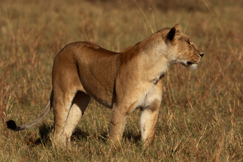 Lioness on Savannah