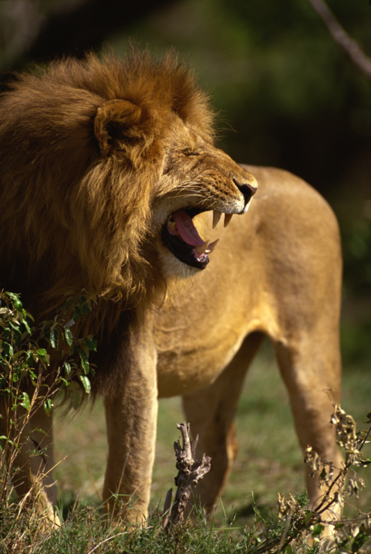 Lion's Roar