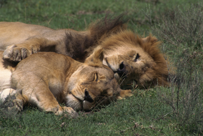 Sleeping Lions