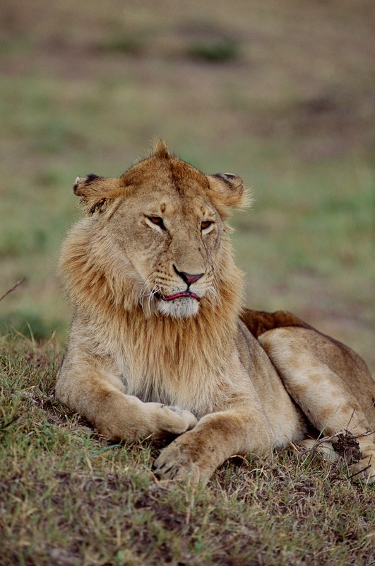 Resting Lion
