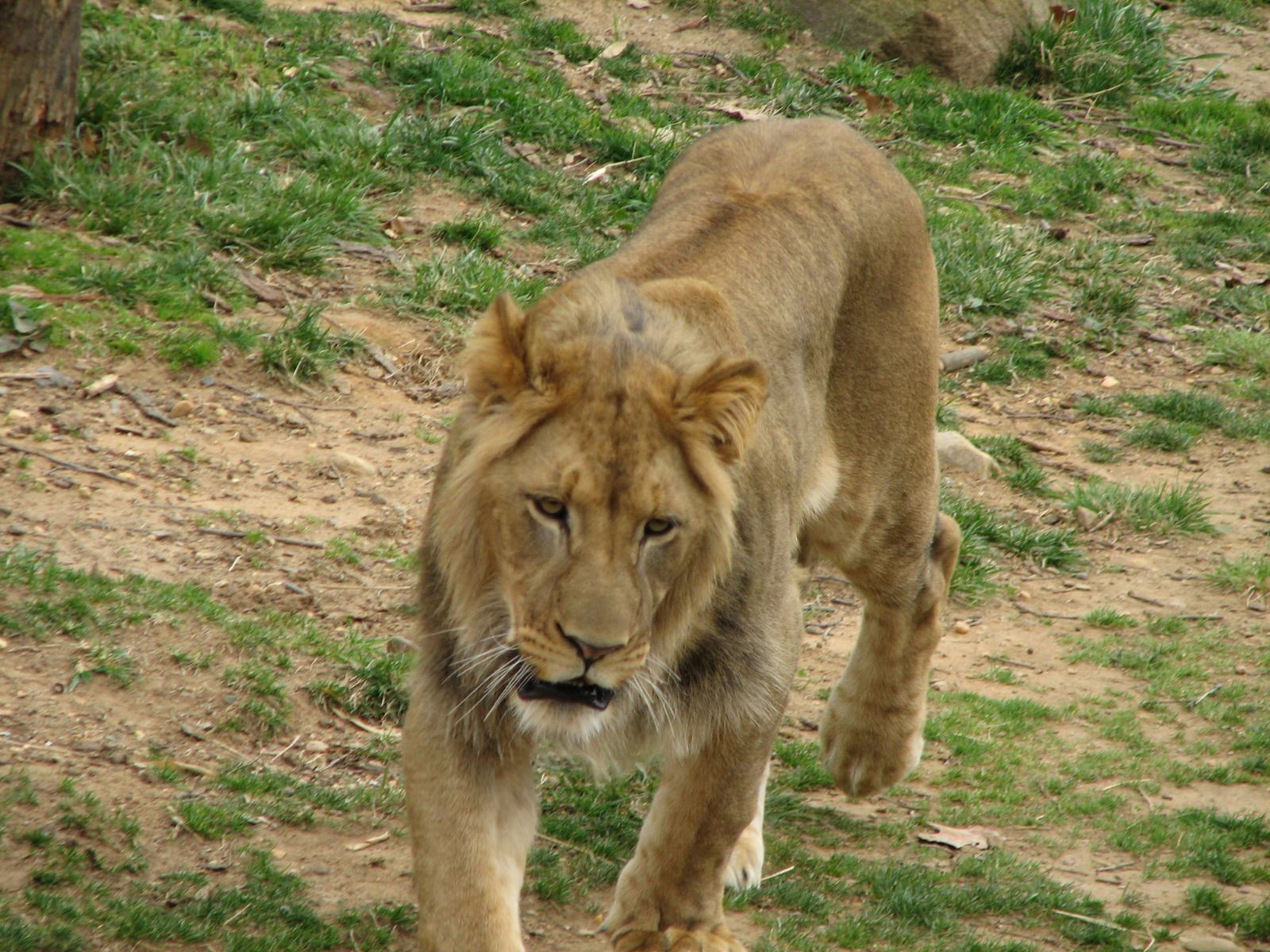 Male lion walking toward the camera