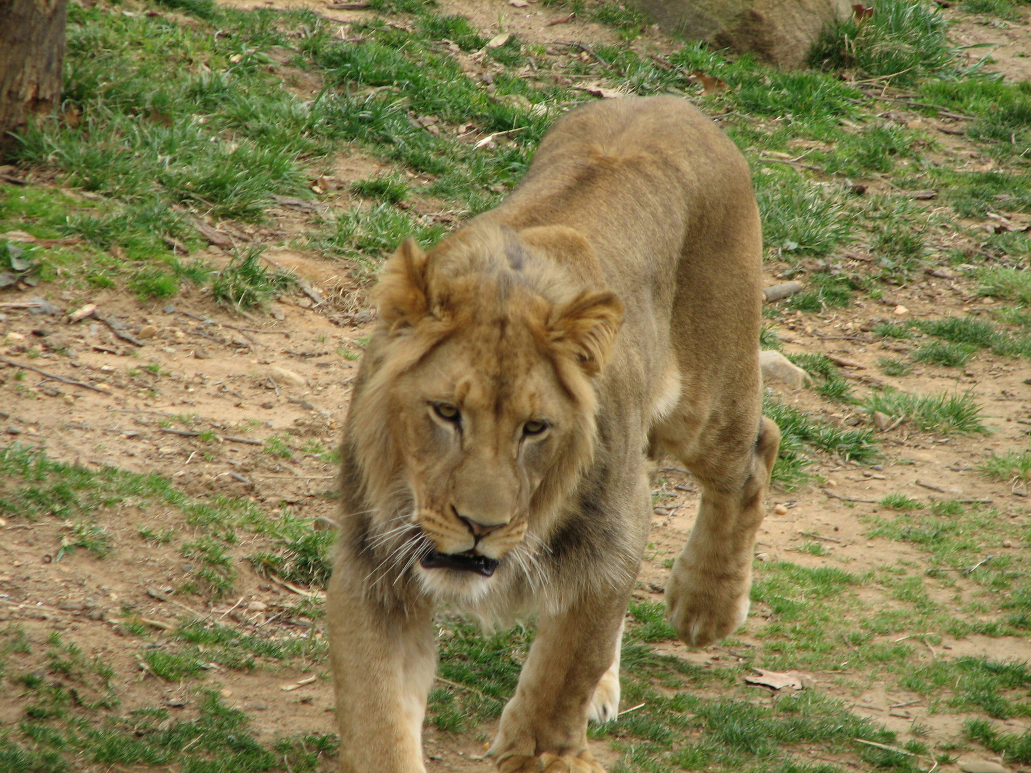 Male lion walking toward the camera