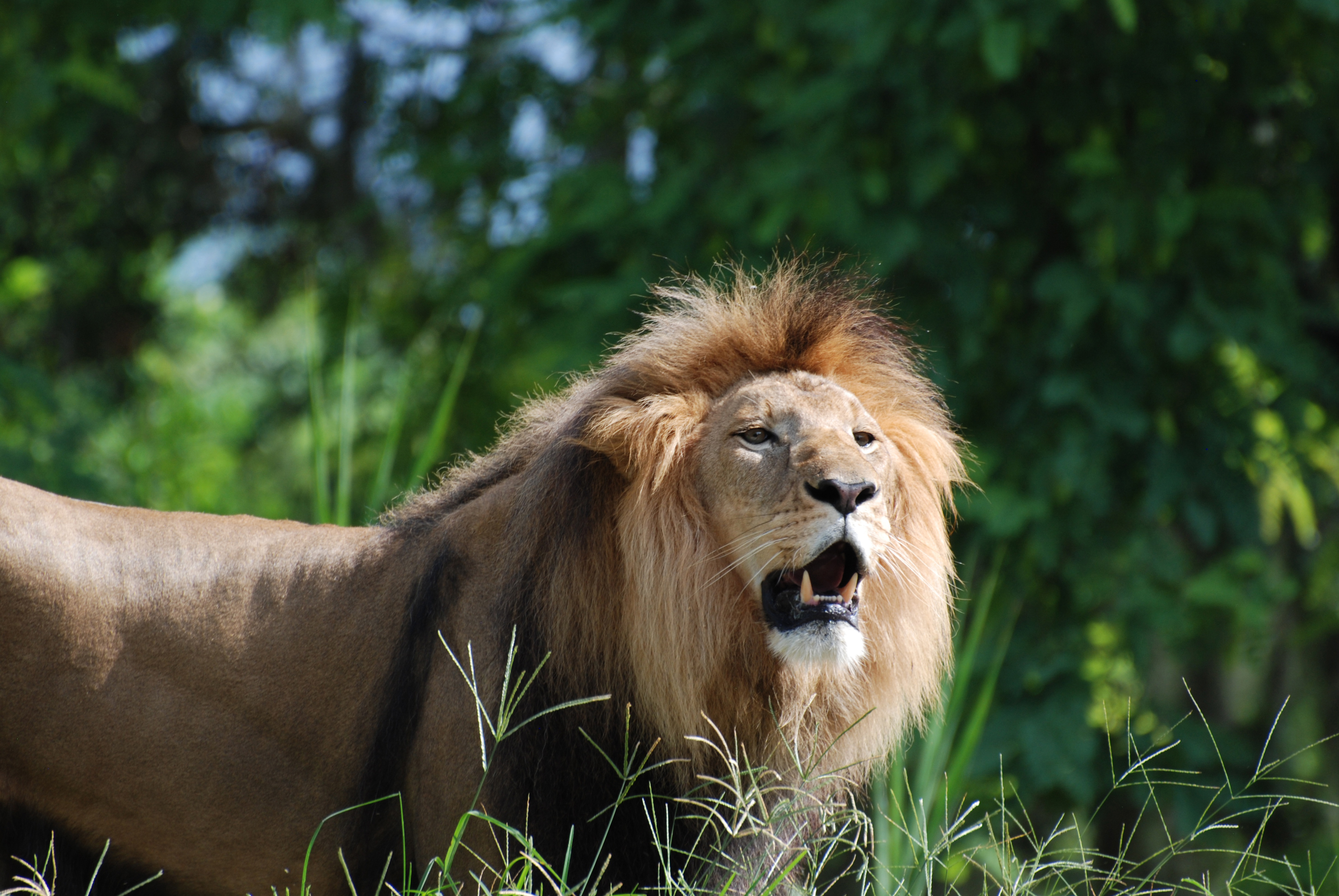 Two lions together, roaring
