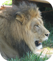 Lion Gifts